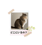 いやしのにゃんこⅣ（個別スタンプ：4）
