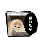 いやしのにゃんこⅣ（個別スタンプ：6）