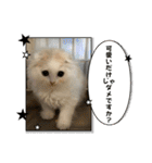 いやしのにゃんこⅣ（個別スタンプ：7）