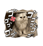 いやしのにゃんこⅣ（個別スタンプ：9）