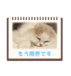 いやしのにゃんこⅣ（個別スタンプ：10）