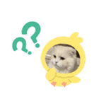 いやしのにゃんこⅣ（個別スタンプ：12）