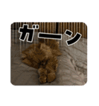 いやしのにゃんこⅣ（個別スタンプ：16）