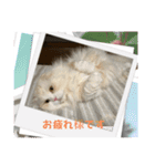 いやしのにゃんこⅣ（個別スタンプ：18）