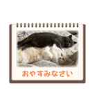 いやしのにゃんこⅣ（個別スタンプ：20）