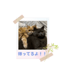 いやしのにゃんこⅣ（個別スタンプ：21）