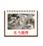 いやしのにゃんこⅣ（個別スタンプ：22）