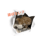 いやしのにゃんこⅣ（個別スタンプ：24）
