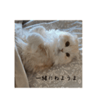 いやしのニャンコⅠ（個別スタンプ：2）