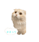 いやしのニャンコⅠ（個別スタンプ：4）
