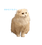 いやしのニャンコⅠ（個別スタンプ：5）