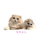 いやしのニャンコⅠ（個別スタンプ：9）