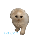 いやしのニャンコⅠ（個別スタンプ：20）