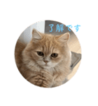いやしのニャンコⅠ（個別スタンプ：21）