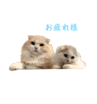 いやしのニャンコⅠ（個別スタンプ：22）