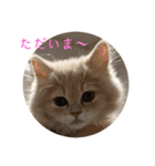 いやしのニャンコⅠ（個別スタンプ：23）
