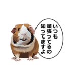 励まし・敬語【リアルなモルモット】（個別スタンプ：1）
