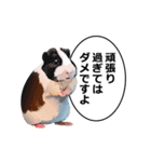 励まし・敬語【リアルなモルモット】（個別スタンプ：2）