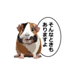 励まし・敬語【リアルなモルモット】（個別スタンプ：3）