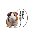 励まし・敬語【リアルなモルモット】（個別スタンプ：4）