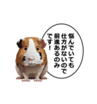 励まし・敬語【リアルなモルモット】（個別スタンプ：5）