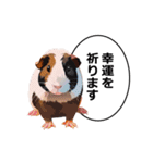 励まし・敬語【リアルなモルモット】（個別スタンプ：6）