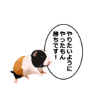 励まし・敬語【リアルなモルモット】（個別スタンプ：7）