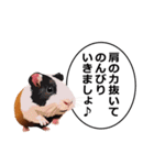 励まし・敬語【リアルなモルモット】（個別スタンプ：8）