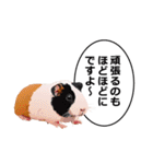 励まし・敬語【リアルなモルモット】（個別スタンプ：9）
