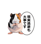 励まし・敬語【リアルなモルモット】（個別スタンプ：10）