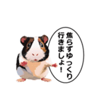 励まし・敬語【リアルなモルモット】（個別スタンプ：11）