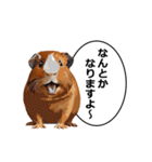 励まし・敬語【リアルなモルモット】（個別スタンプ：14）