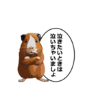 励まし・敬語【リアルなモルモット】（個別スタンプ：16）