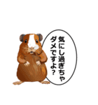 励まし・敬語【リアルなモルモット】（個別スタンプ：17）