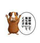 励まし・敬語【リアルなモルモット】（個別スタンプ：19）