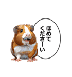 励まし・敬語【リアルなモルモット】（個別スタンプ：20）