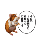 励まし・敬語【リアルなモルモット】（個別スタンプ：21）
