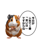 励まし・敬語【リアルなモルモット】（個別スタンプ：23）