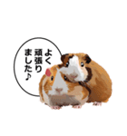 励まし・敬語【リアルなモルモット】（個別スタンプ：28）