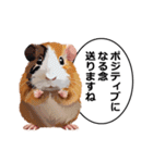 励まし・敬語【リアルなモルモット】（個別スタンプ：29）