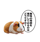 励まし・敬語【リアルなモルモット】（個別スタンプ：32）