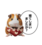 励まし・敬語【リアルなモルモット】（個別スタンプ：33）