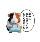 励まし・敬語【リアルなモルモット】（個別スタンプ：35）