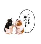 励まし・敬語【リアルなモルモット】（個別スタンプ：37）