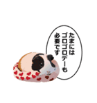励まし・敬語【リアルなモルモット】（個別スタンプ：38）