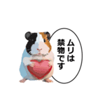 励まし・敬語【リアルなモルモット】（個別スタンプ：39）