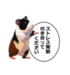 励まし・敬語【リアルなモルモット】（個別スタンプ：40）
