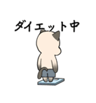 輝くシャム猫（個別スタンプ：2）