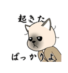 輝くシャム猫（個別スタンプ：3）