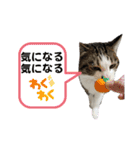 興味多彩ねこちゃん（個別スタンプ：1）